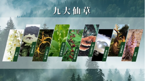 安然纳米黑科技再突破！人参组培不定根功效